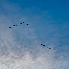 Geese in flight in front of a cloudy sky