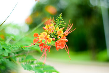 Close up Caesalpinia pulcherrima or Royal Poinciana in blurred nature background