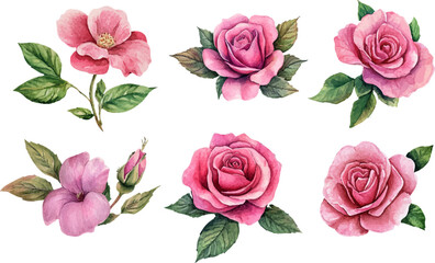 Fototapeta premium set of pink roses vector