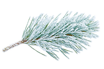 Fototapeta premium Frosted pine branch close-up on transparent background. Tiny ice crystals coat the needles. The twig shows bark texture, adding detail