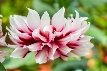 Fototapeta premium Close-up of a Pink and White Dahlia Flower in Full Bloom