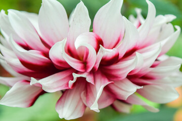 Close-up of a Pink and White Dahlia Flower in Full Bloom
