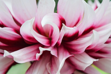 Close-up of a Pink and White Dahlia Flower in Full Bloom