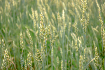 A green ear of wheat in an agricultural field