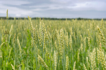 A green ear of wheat in an agricultural field