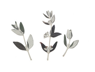 Pressed and dried leaves isolated on white background. For use in floral patterns, herbariums, scrapbooking.