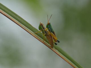 green grasshopper on a leaf