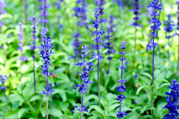Blue Salvia Flowers in Bloom with Bee in Garden