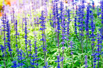 Obraz premium Blue Salvia Flowers in Bloom with Bee in Garden