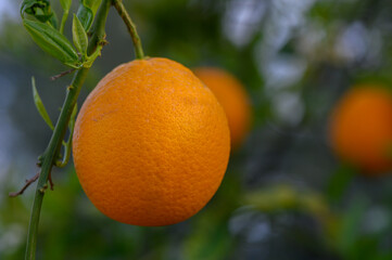 Bright orange fruit hanging from a tree branch in a sunlit orchard on a warm afternoon