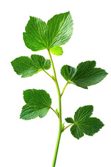 Fototapeta premium Close-up of vibrant green leaves and stem