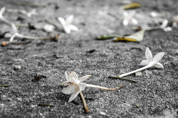 jasmine flowers on grunge concrete floor.
