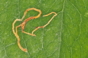 Smilax vine leaves Smilacaceae leaf miner insect damage pest control horticulture gardening agriculture.