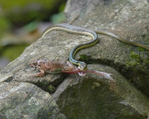 lizard on the stone