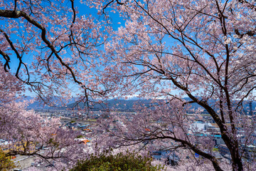 長野県 春日公園 桜満開の風景