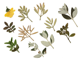 Pressed and dried leaves isolated on white background. For use in floral patterns, herbariums, scrapbooking.