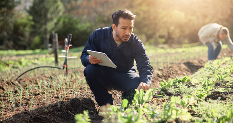 Man, farmer and tablet with crops for agriculture, agro business or natural conservation on farm. Male person, agribusiness or harvest with technology for organic production, plant growth or farmland