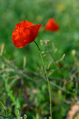 Vibrant red poppy standing tall amidst lush green grass in a sunlit meadow during spring
