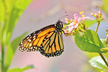 butterfly on flower