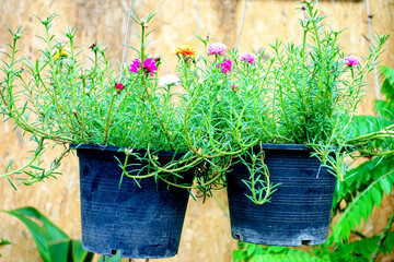 Hanging Baskets with Colorful Moss Rose Purslane Flowers