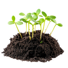 Young sprouts emerging from fertile soil