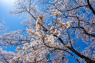 長野県 春日公園 桜満開の風景