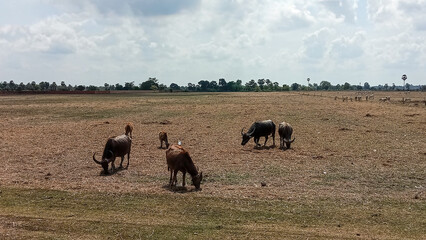 Buffaloes Grazing in Dry Field Under Cloudy Sky