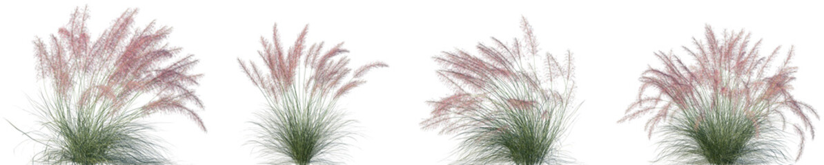 Set of Muhlenbergia capillaris (commonly known as the hairawn muhly) isolated frontal png on a...