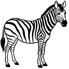 Zebra Line Art Vector