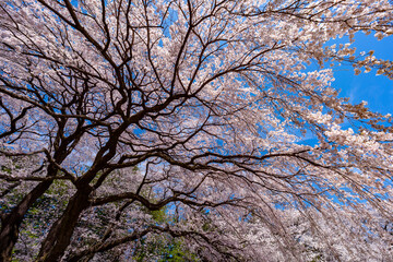 長野県 春日公園 桜満開の風景