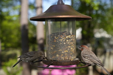 birds, feeder, spring, seeds, feeding, nature, avian, wildlife, birdwatching.