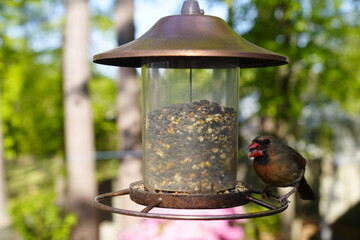 birds, feeder, spring, seeds, feeding, nature, avian, wildlife, birdwatching.