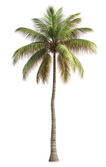 Palm tree. Tropical foliage