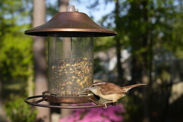 birds, feeder, spring, seeds, feeding, nature, avian, wildlife, birdwatching.