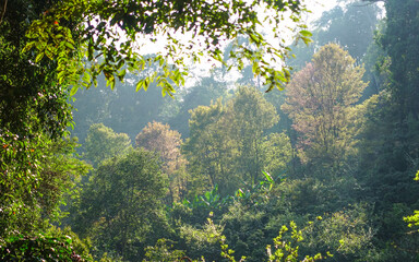 Cherry Blossoms in Full Bloom on a Sunny Spring Day
