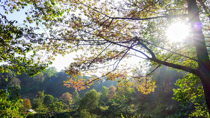 Cherry Blossoms in Full Bloom on a Sunny Spring Day

