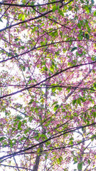 Cherry Blossoms in Full Bloom on a Sunny Spring Day
