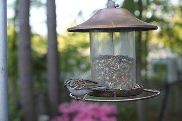 birds, feeder, spring, seeds, feeding, nature, avian, wildlife, birdwatching.