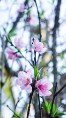 Cherry Blossoms in Full Bloom on a Sunny Spring Day
