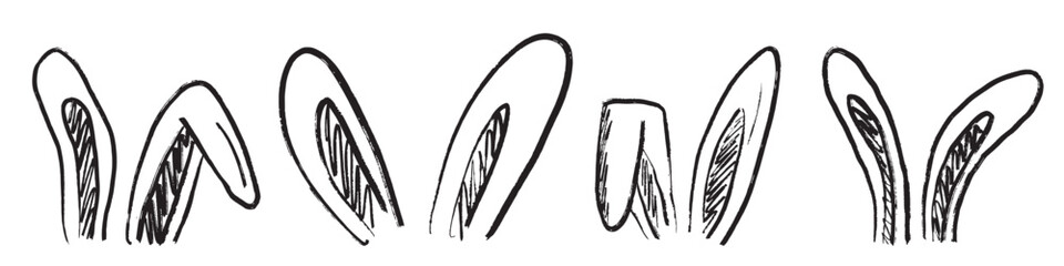 Easter bunny ears drawing in black brush stroke texture isolated on white background. Hand drawn vector sketch illustration in vintage charcoal ink. Greeting card design, decoration elements