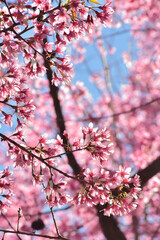 Cherry Blossoms in Full Bloom on a Sunny Spring Day
