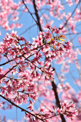 Cherry Blossoms in Full Bloom on a Sunny Spring Day
