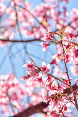 Cherry Blossoms in Full Bloom on a Sunny Spring Day
