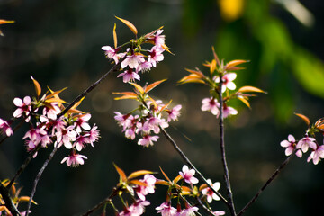 Beautiful cherry blossom trees in full bloom under a clear blue sky on a sunny spring day. Soft pink petals, vibrant natural colors, and a peaceful seasonal atmosphere