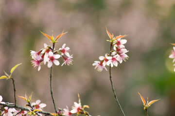 Beautiful cherry blossom trees in full bloom under a clear blue sky on a sunny spring day. Soft pink petals, vibrant natural colors, and a peaceful seasonal atmosphere