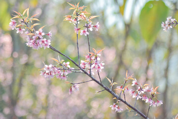 Beautiful cherry blossom trees in full bloom under a clear blue sky on a sunny spring day. Soft pink petals, vibrant natural colors, and a peaceful seasonal atmosphere