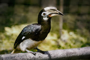 Close up Portrait of a Oriental Pied Hornbill (Anthracoceros albirostris)