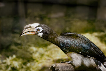 Close up Portrait of a Oriental Pied Hornbill (Anthracoceros albirostris)