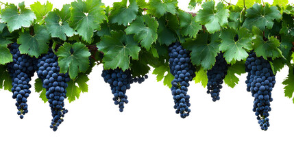 Lush green grapes hanging from a vine against a sunlit background ready for harvest in a vineyard setting, transparent background .