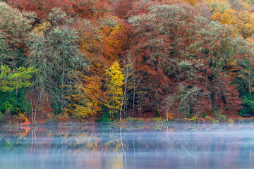 Loch Faskally, Scotland shoreline in peak autumn—dense forest of copper and ochre leaves...